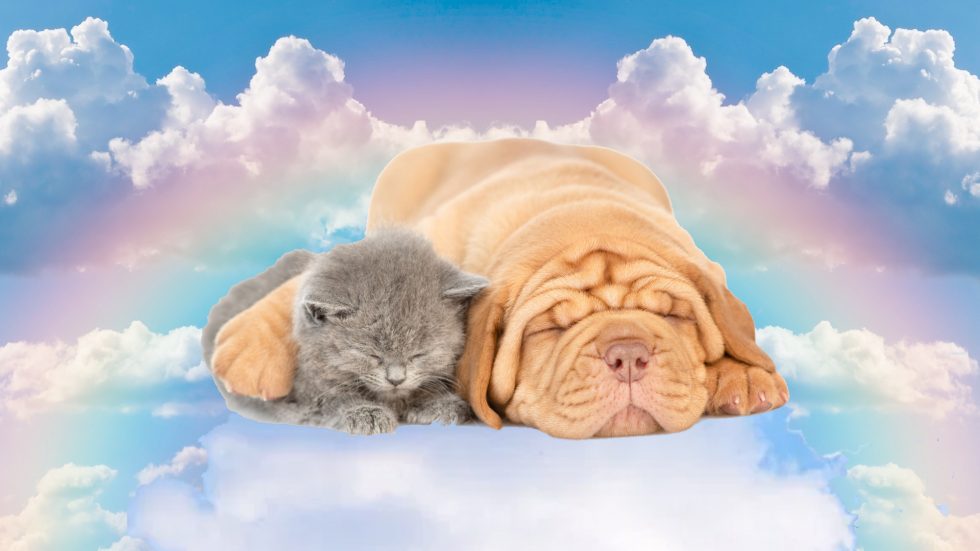 Ultra Pedic® Pet Bed Cushions